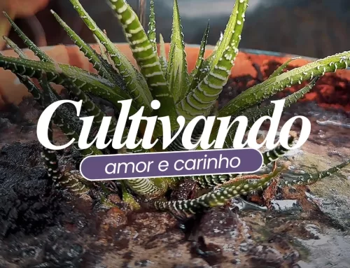 Cultivando amor e carinho